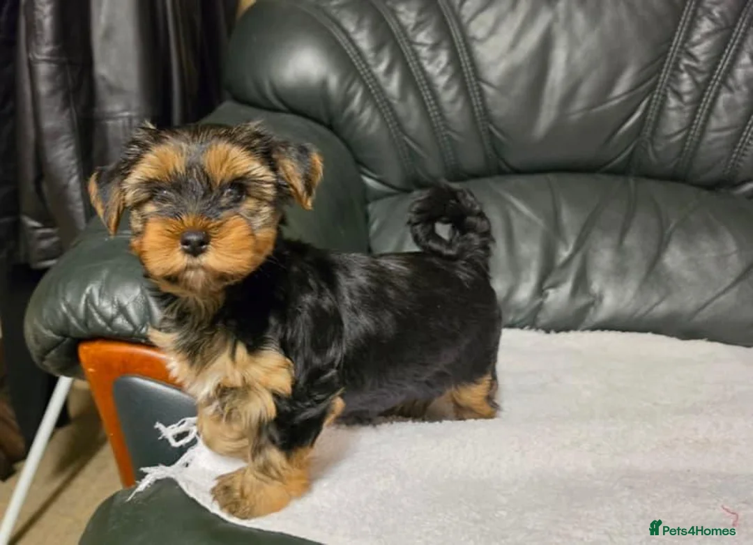 Yorkshire Terrier dogs for sale: Wavy coats yorkshire terrier - Advert 2