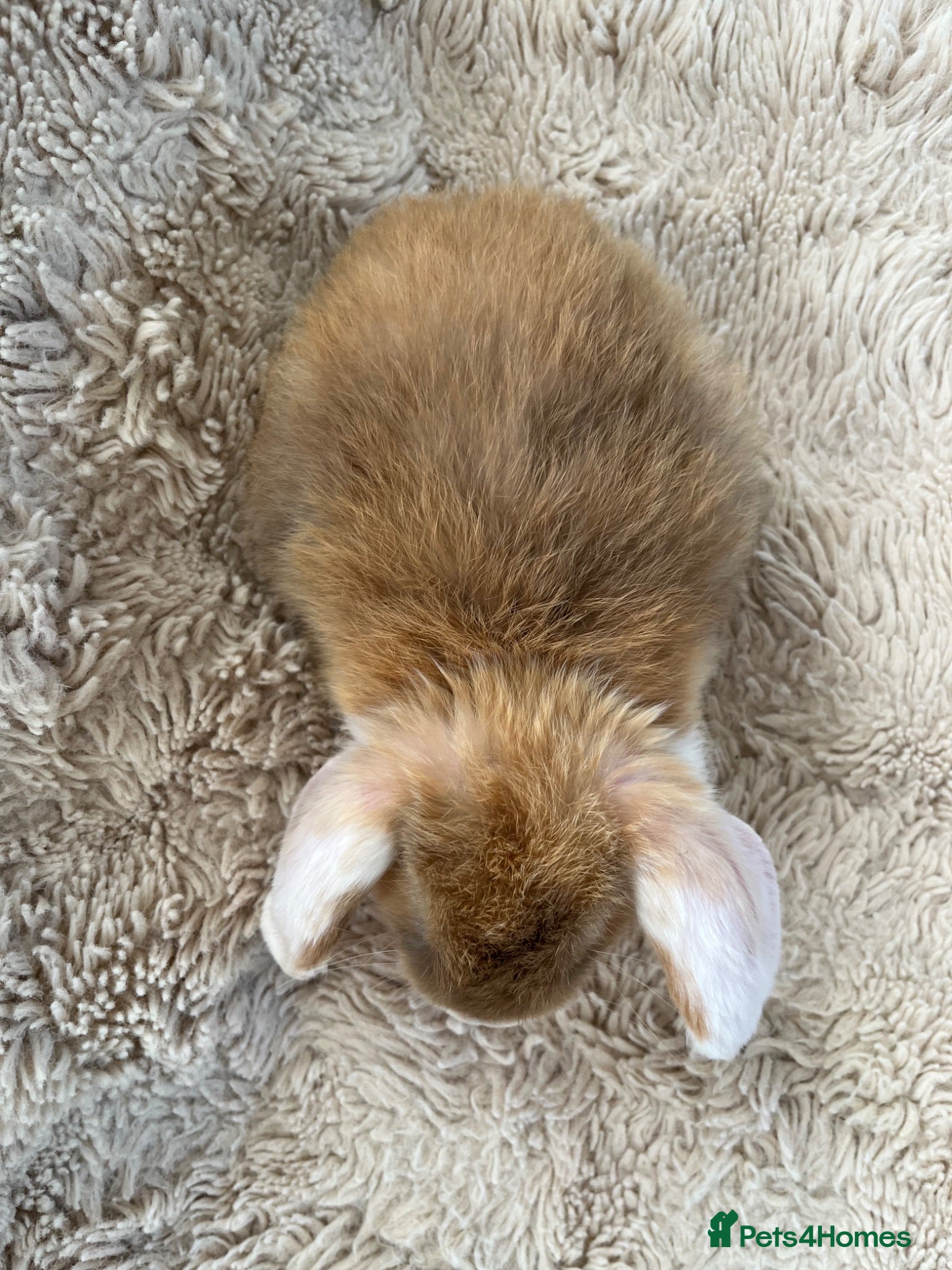 Mini Lop rabbits Mini Lops Ready to Leave  - Advert 2