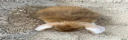 Mini Lop rabbits for sale: Mini Lops Ready to Leave  - Advert 2