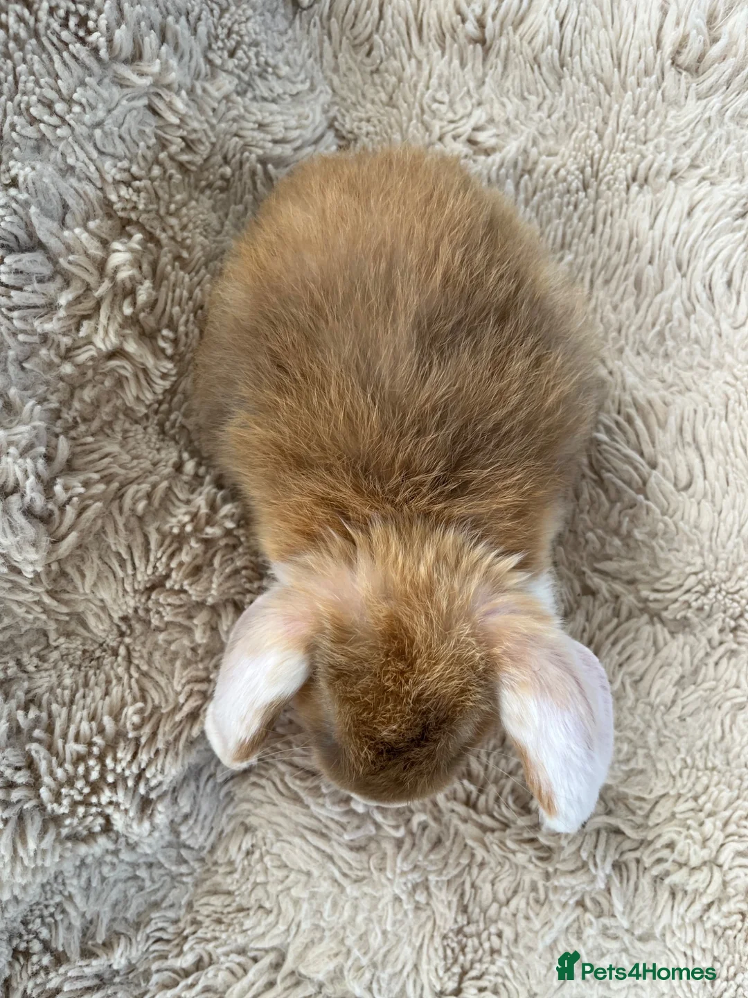 Mini Lop rabbits for sale: Mini Lops Ready to Leave  - Advert 2