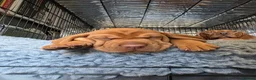 Hungarian Vizsla dogs for sale: Hungarian Vizsla Puppies – Rich Geltwood Heritage - Advert 29