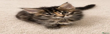 Maine Coon Kitten 2