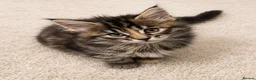 Maine Coon cats for sale: LOVELY Maine coon black classic tabby XL  - Advert 4