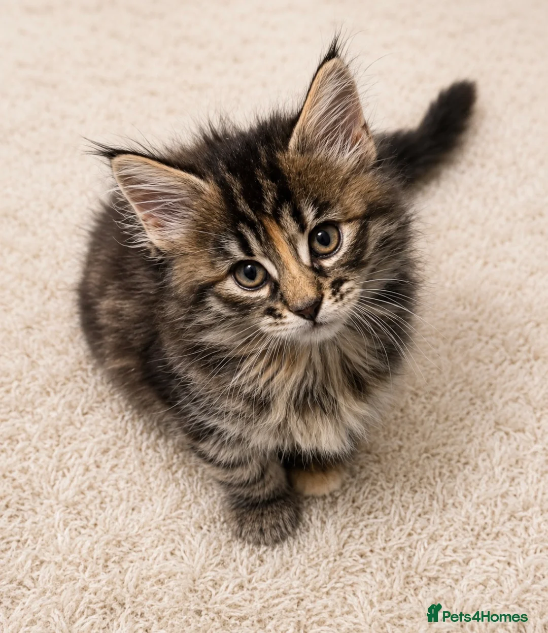 Maine Coon cats for sale: LOVELY Maine coon black classic tabby XL  - Advert 4