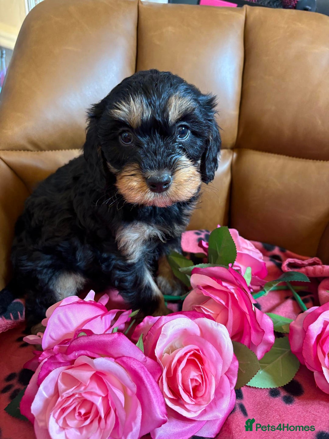 Cavapoo dogs for sale: Ruby &black n tan boys and girls  - Image 22