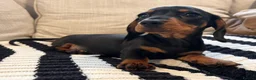 Miniature Dachshund dogs for sale: Litter of four Miniature Dachshunds - Advert 3