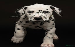 Dalmatian dogs for sale: Ready now 1 black spot bitch & 3 liver spot bitch - Image 4
