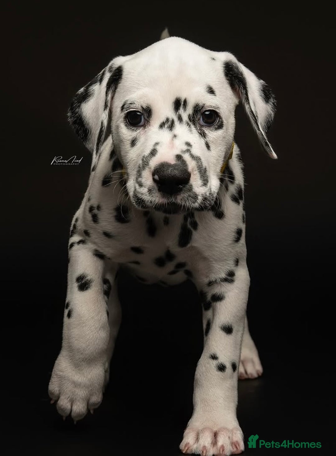 Dalmatian dogs for sale: Ready now 1 black spot bitch & 3 liver spot bitch - Image 4