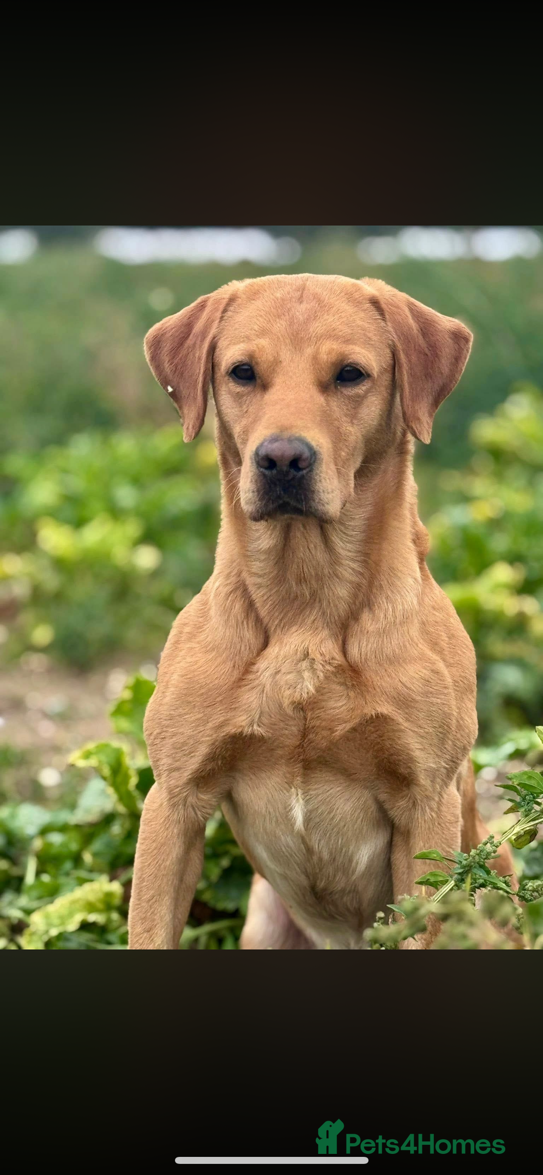 Labrador Retriever dogs for sale: KC Registered labs for sale  - Advert 5