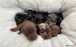Dachshund dogs for sale: Gorgeous mini dachshund puppies!! - Image 3