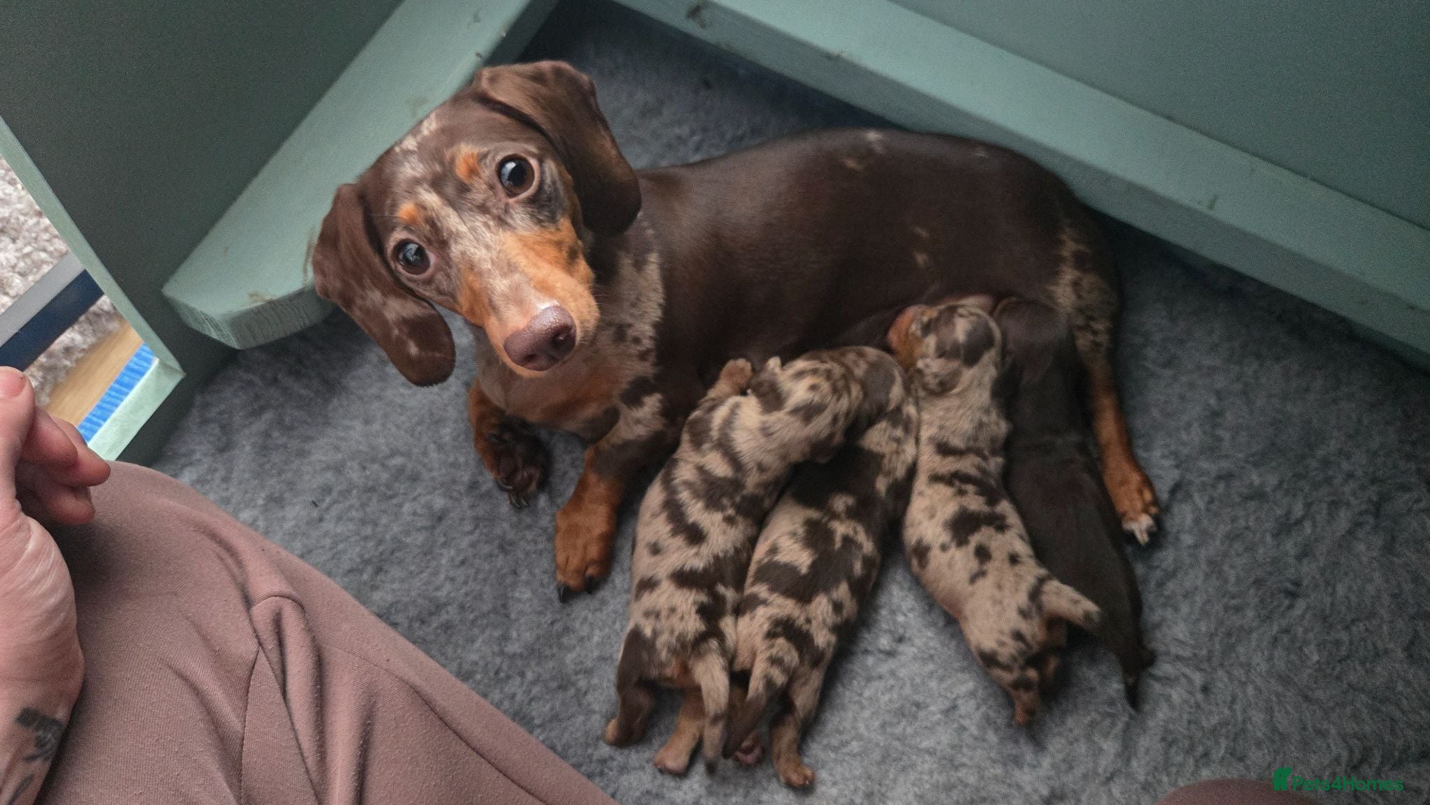 Miniature Dachshund dogs All-Girl Litter of Miniature Smooth Dachshunds - Advert 8