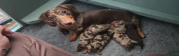 Miniature Dachshund dogs for sale: All-Girl Litter Miniature Dachshunds, 3 available  - Advert 17