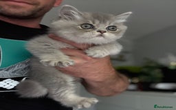 British Shorthair cats for sale: BSH x SF show quality kittens (REDUCED) - Image 32