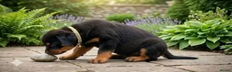 Rottweiler dogs for sale: Top Quality KC Reg Rottweiler Puppies for sale - Advert 1