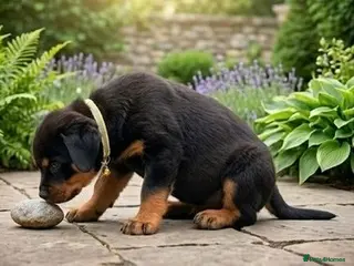 Rottweiler dogs Top Quality KC Reg Rottweiler Puppies for sale - Advert 17