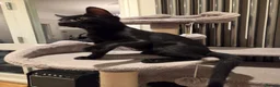 Mixed Breed cats for sale: Beautiful black kitten 😸  - Advert 3