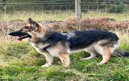 German Shepherd dogs for sale: Pedigree German Shepherd puppies - Image 8