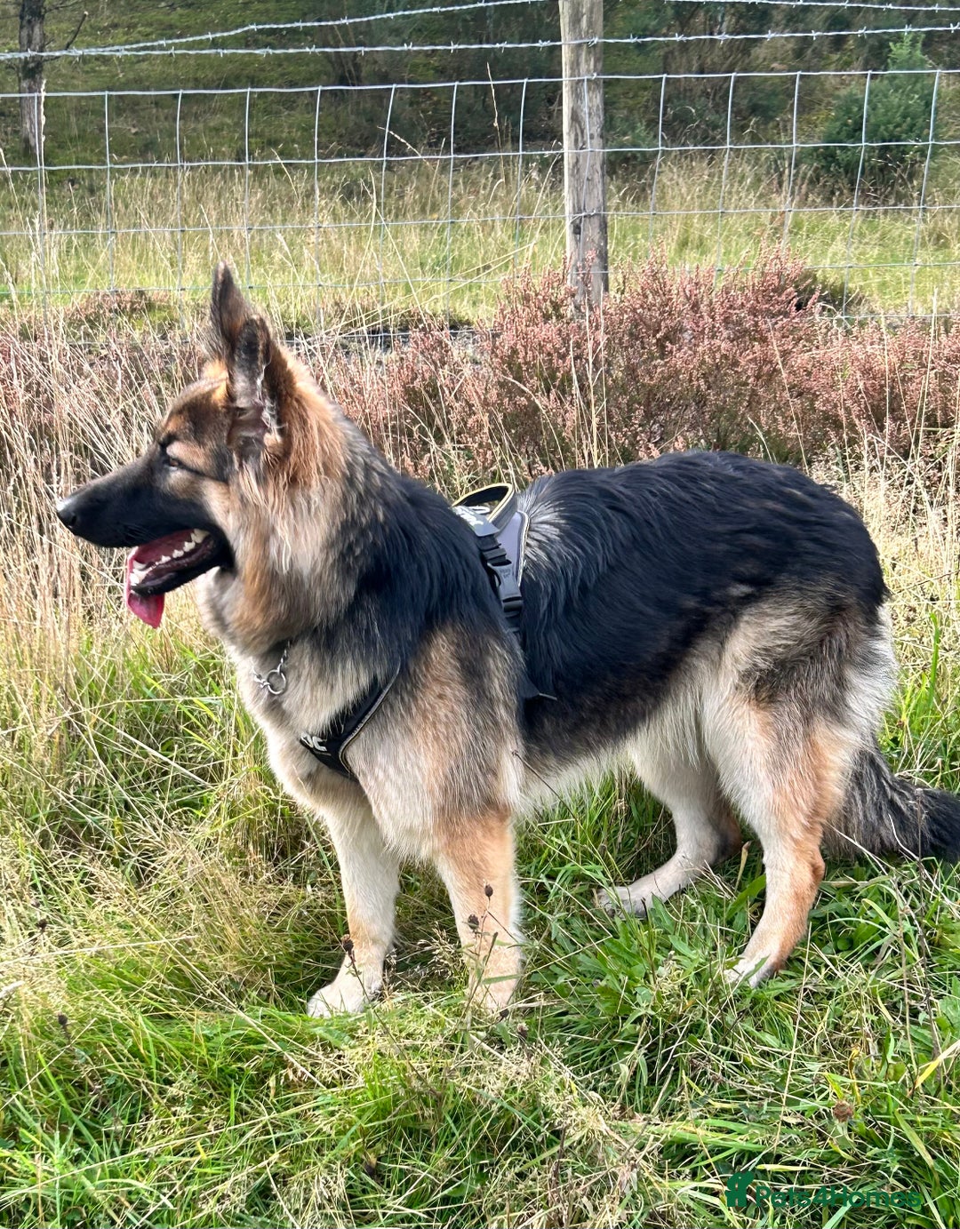 German Shepherd dogs for sale: Pedigree German Shepherd puppies - Image 8