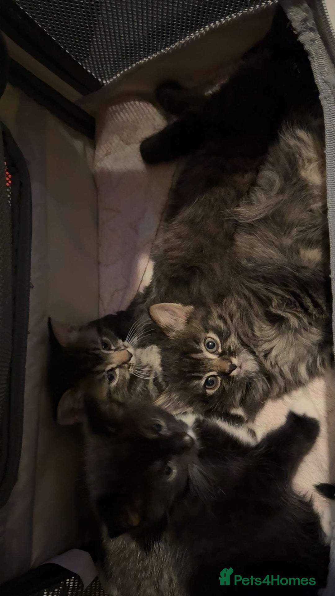 Mixed Breed cats for sale: 3 kittens for sale(1male/2female) - Advert 2