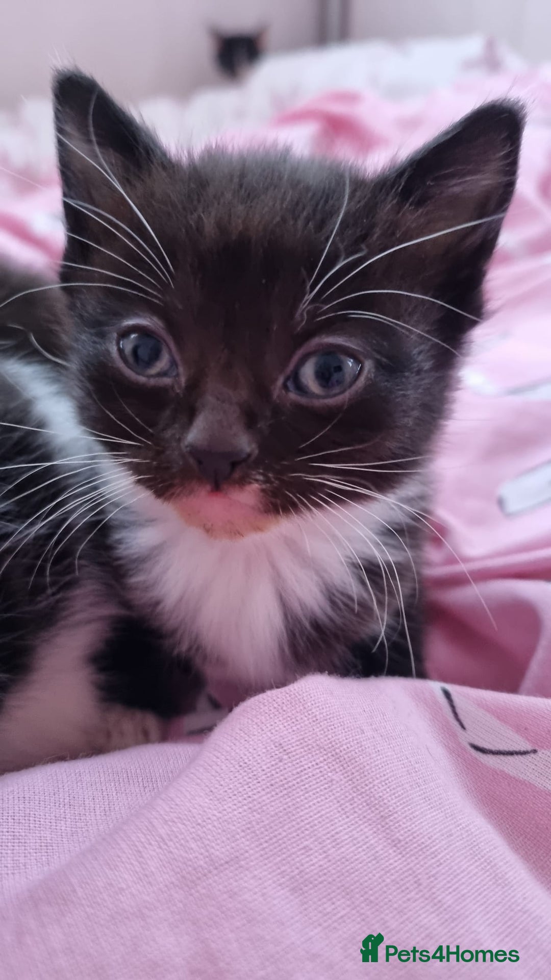 Mixed Breed cats for sale: 5 lovely kittens for sale😻 Ready from now  - Advert 6