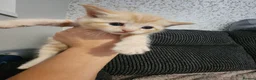 Mixed Breed cats for sale: 3 beautiful kittens  in Stockton-on-Tees - Advert 18