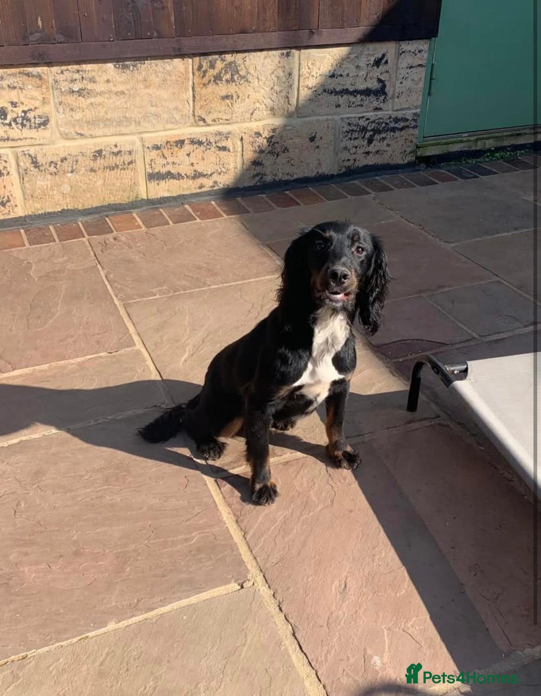Cocker Spaniel dogs for sale: WORKING COCKER PUPS  - Advert 2