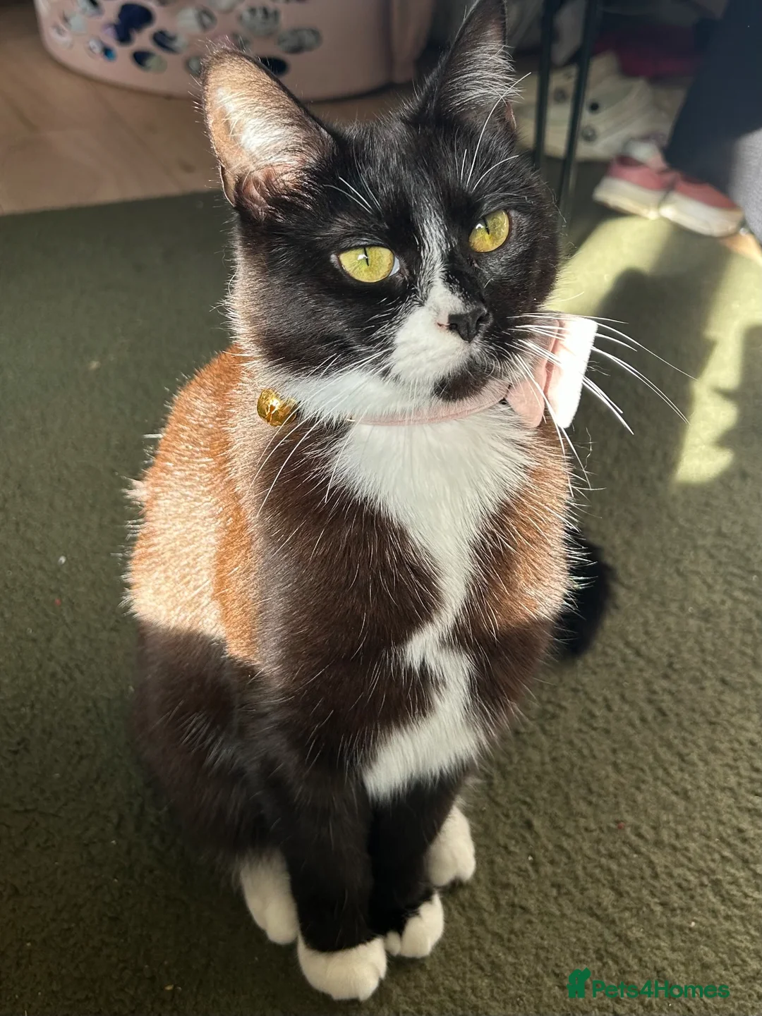 Domestic Shorthair cats for sale: Female cat - Advert 1