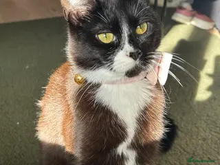 Domestic Shorthair cats Female cat - Advert 5