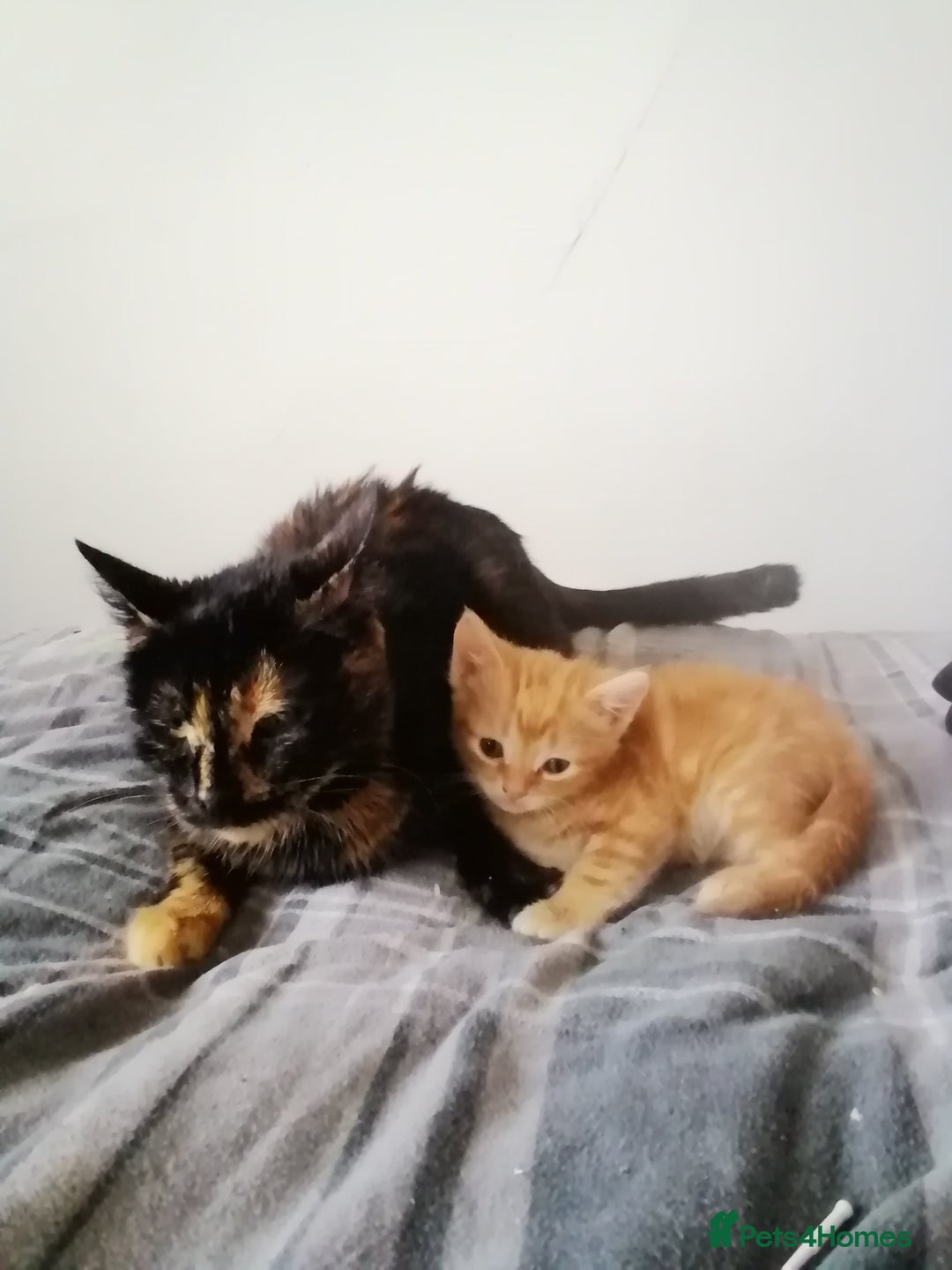 Mixed Breed cats for sale: 2 kittens male and female - Advert 21