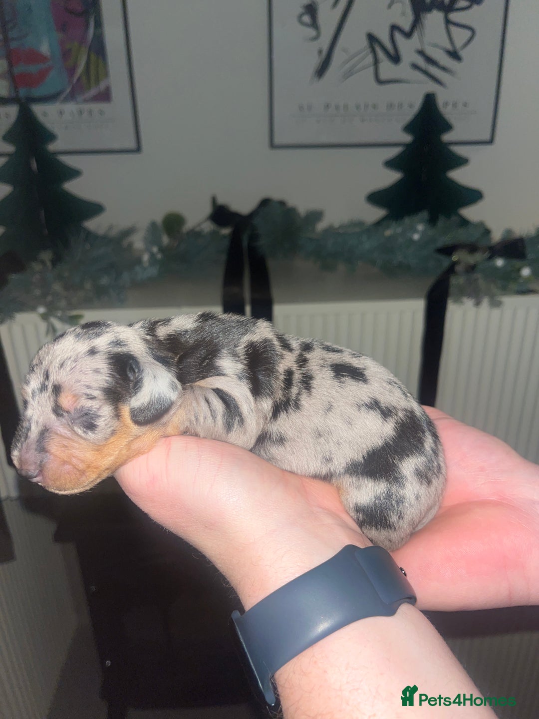 Dachshund dogs for sale: Dacshund Puppies - Advert 12