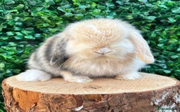 Mini Lop rabbits for sale: 🌟PURE BRED PEDIGREE MINI LOPS🌟 - Image 24