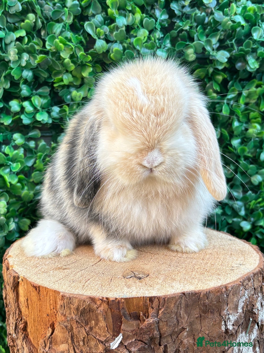Mini Lop rabbits for sale: 🌟PURE BRED PEDIGREE MINI LOPS🌟 - Image 24