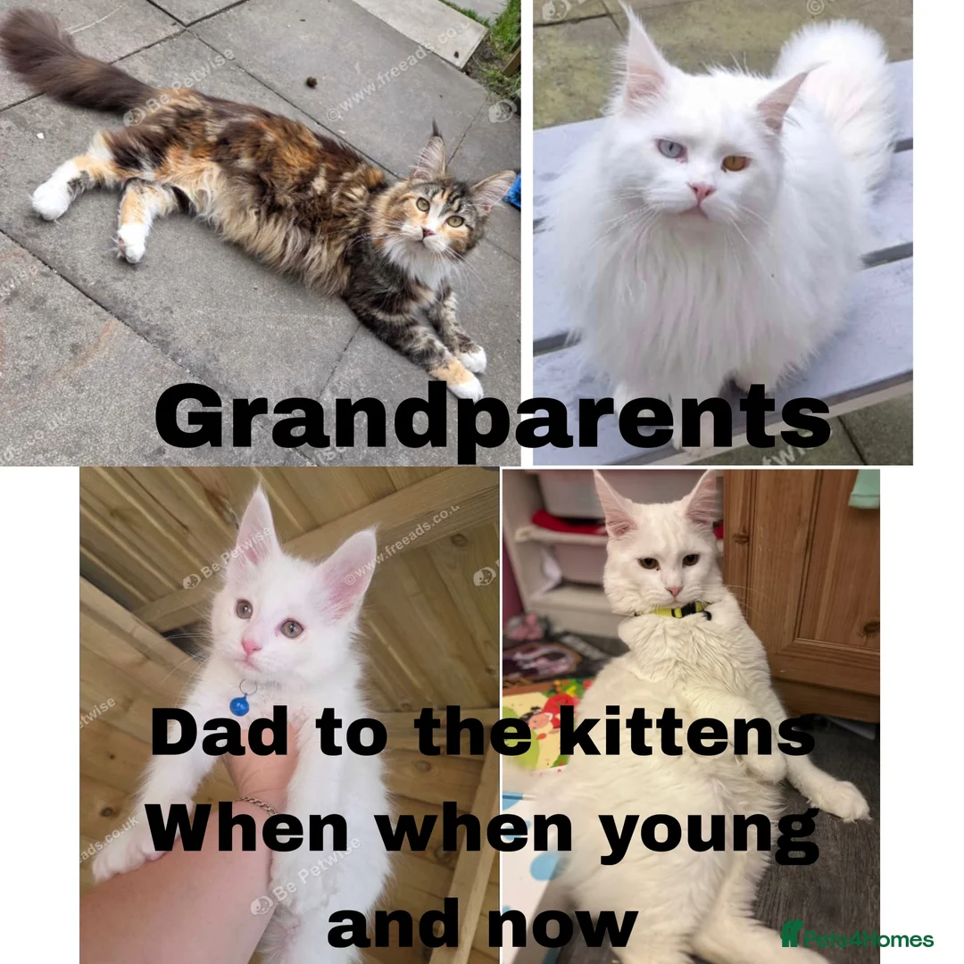 Maine Coon cats for sale: Mainecoons - Advert 2