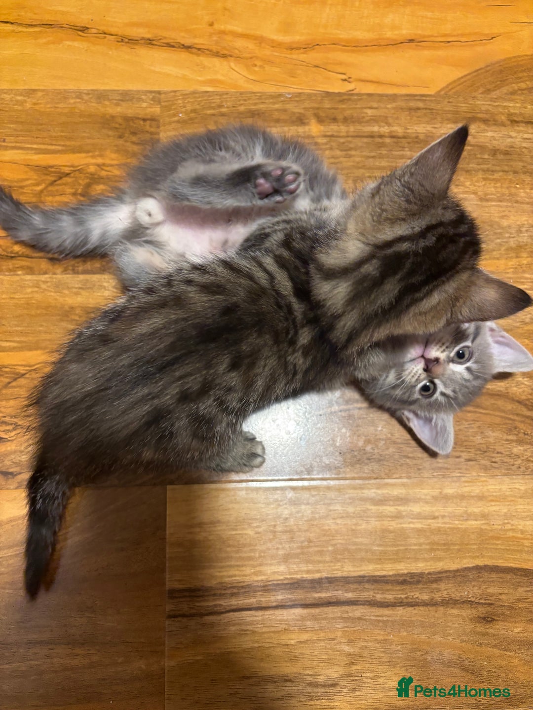 British Longhair cats for sale: 3 beautiful kittens left  - Advert 5