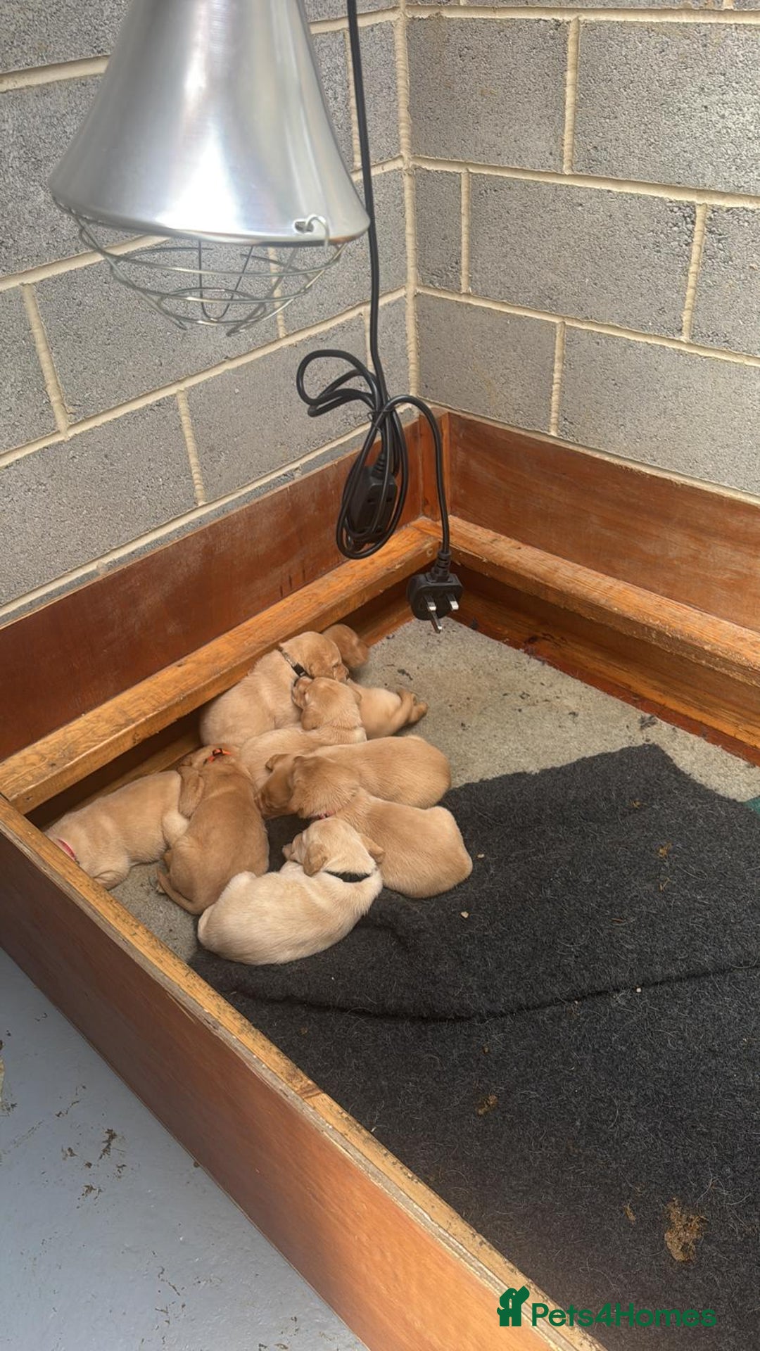 Labrador Retriever dogs for sale: Labrador Retrievers For Sale - Image 26