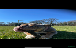 English Bulldog dogs for sale: Beautiful Female English Bulldog for sale  - Advert 5