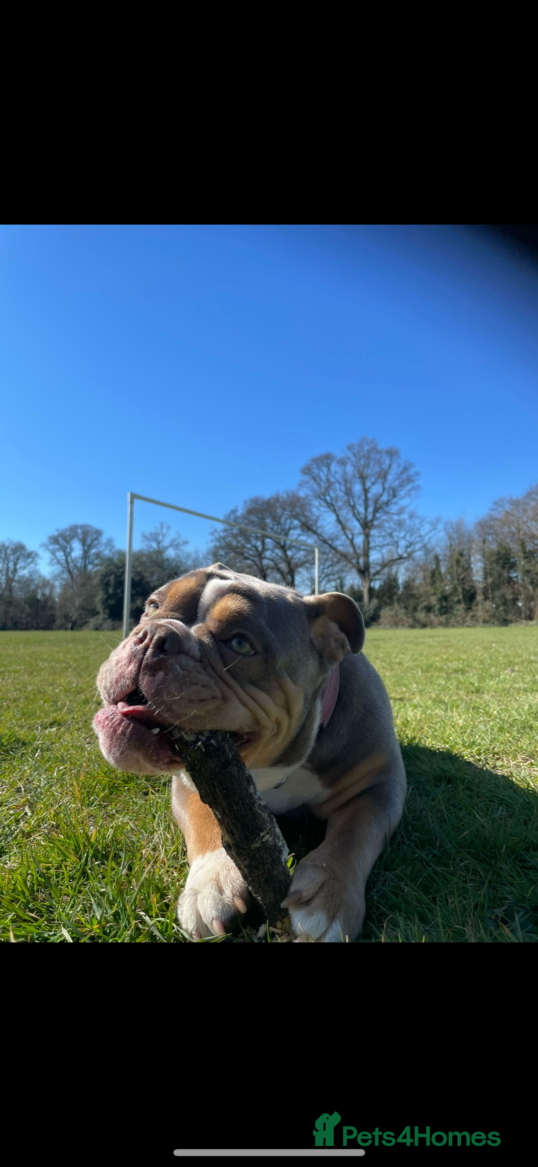 English Bulldog dogs for sale: Beautiful Female English Bulldog for sale  - Advert 5