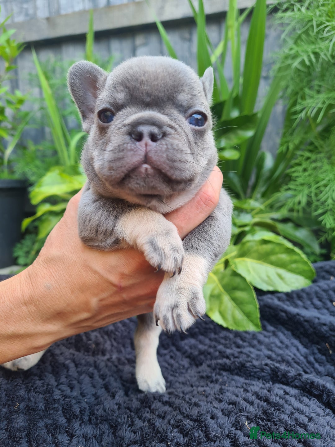 French Bulldog dogs for sale: Big Perm, fluffy and furnished frenchies  - Image 5