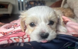 Maltipoo dogs for sale: Minnies maltipoos  - Image 34