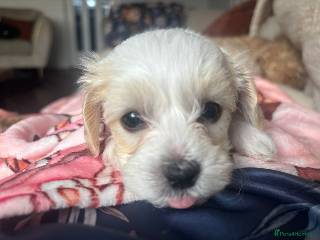 Maltipoo dogs for sale: Minnies maltipoos  - Image 34