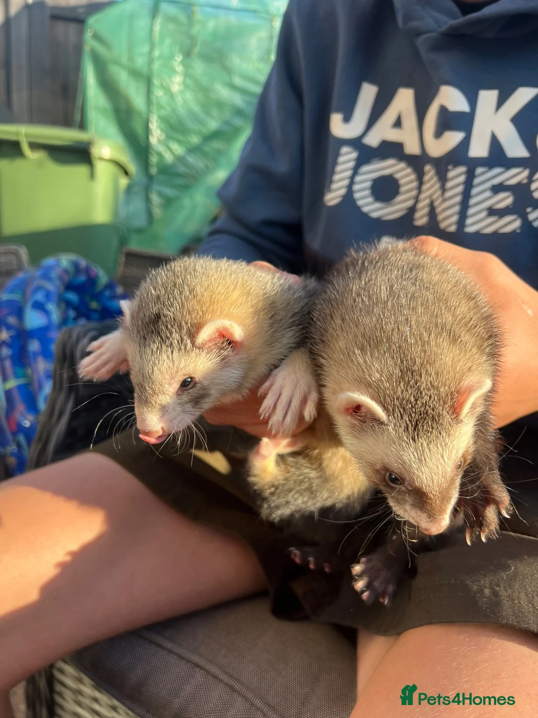 Ferret rodents for sale: 4 young Jill ferrets polecat cross silver  in March - Advert 2