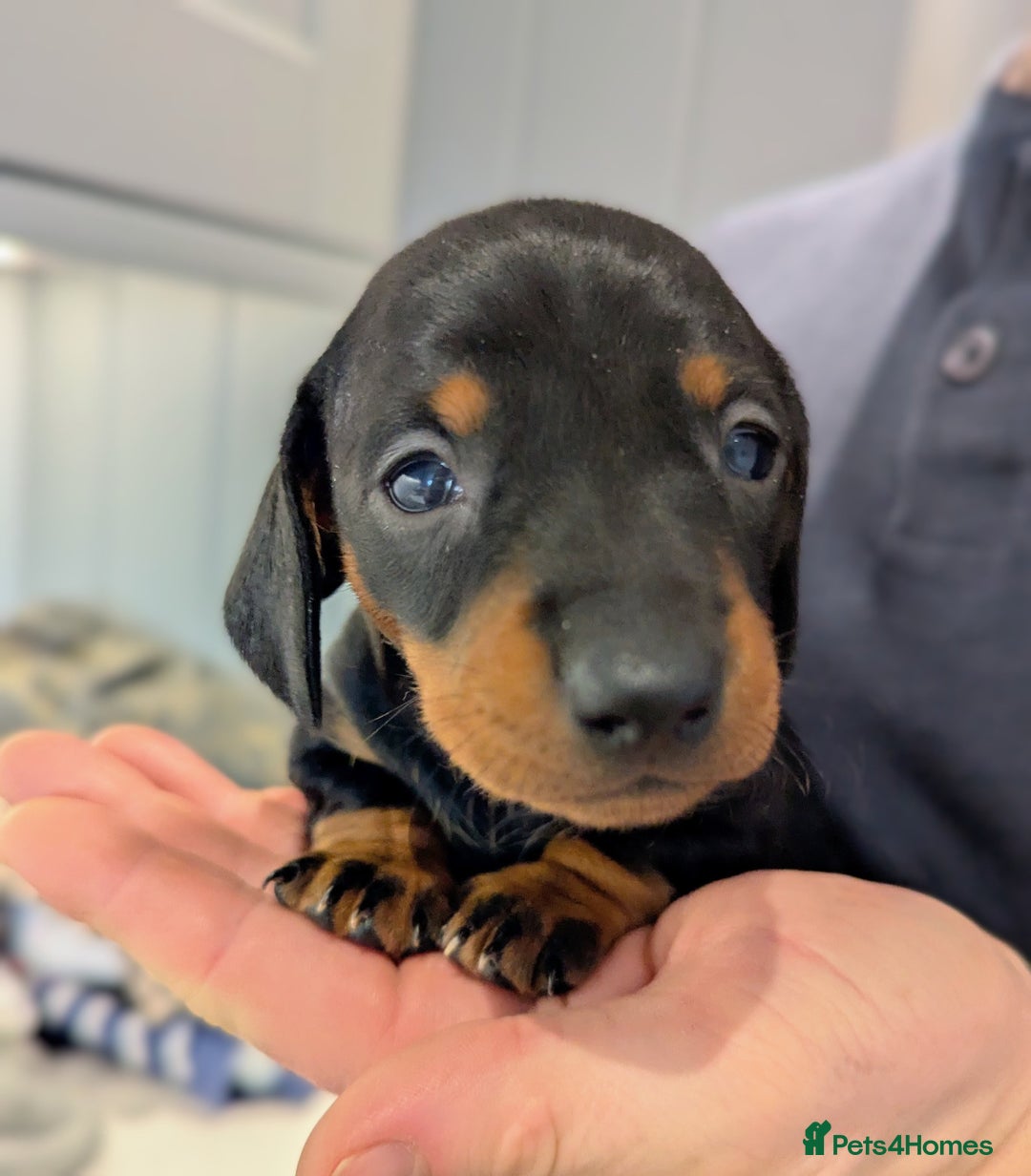 Miniature Dachshund dogs for sale: Gorgeous miniature dachshund puppies - Advert 4