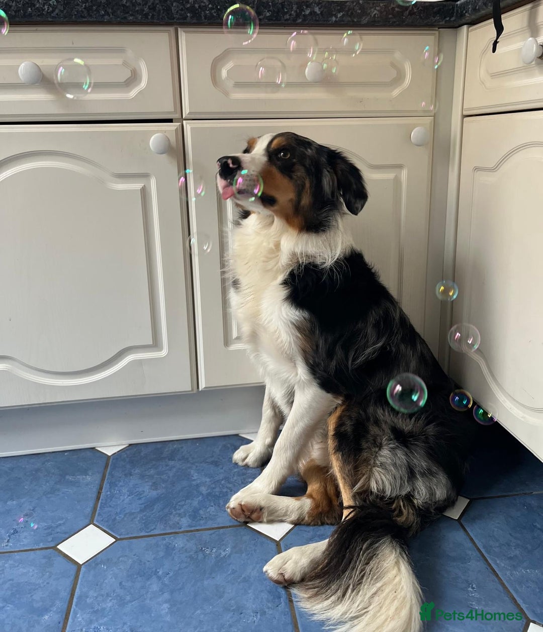Border Collie dogs for stud: Stud Dog Available – Poe - Image 10