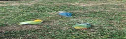 Budgerigars birds for sale: Lovebirds  - Advert 1