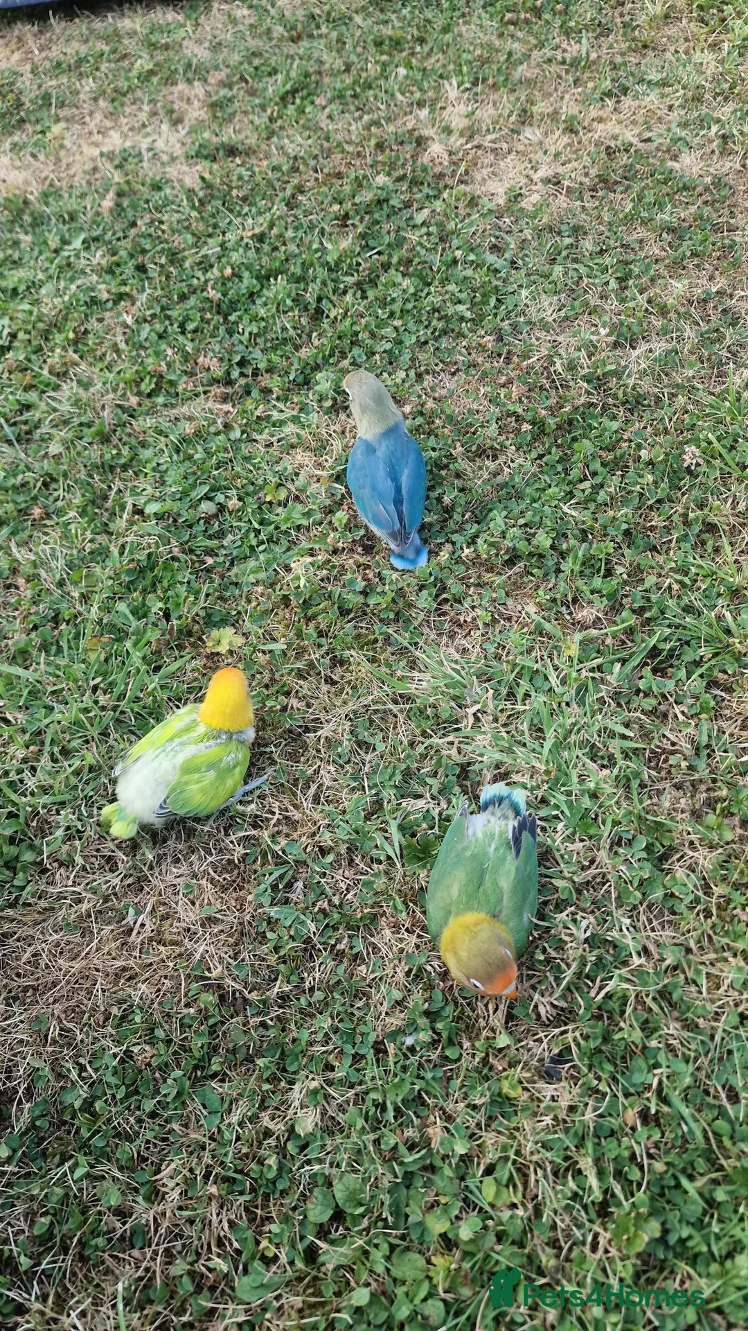 Budgerigars birds for sale: Lovebirds  - Advert 1