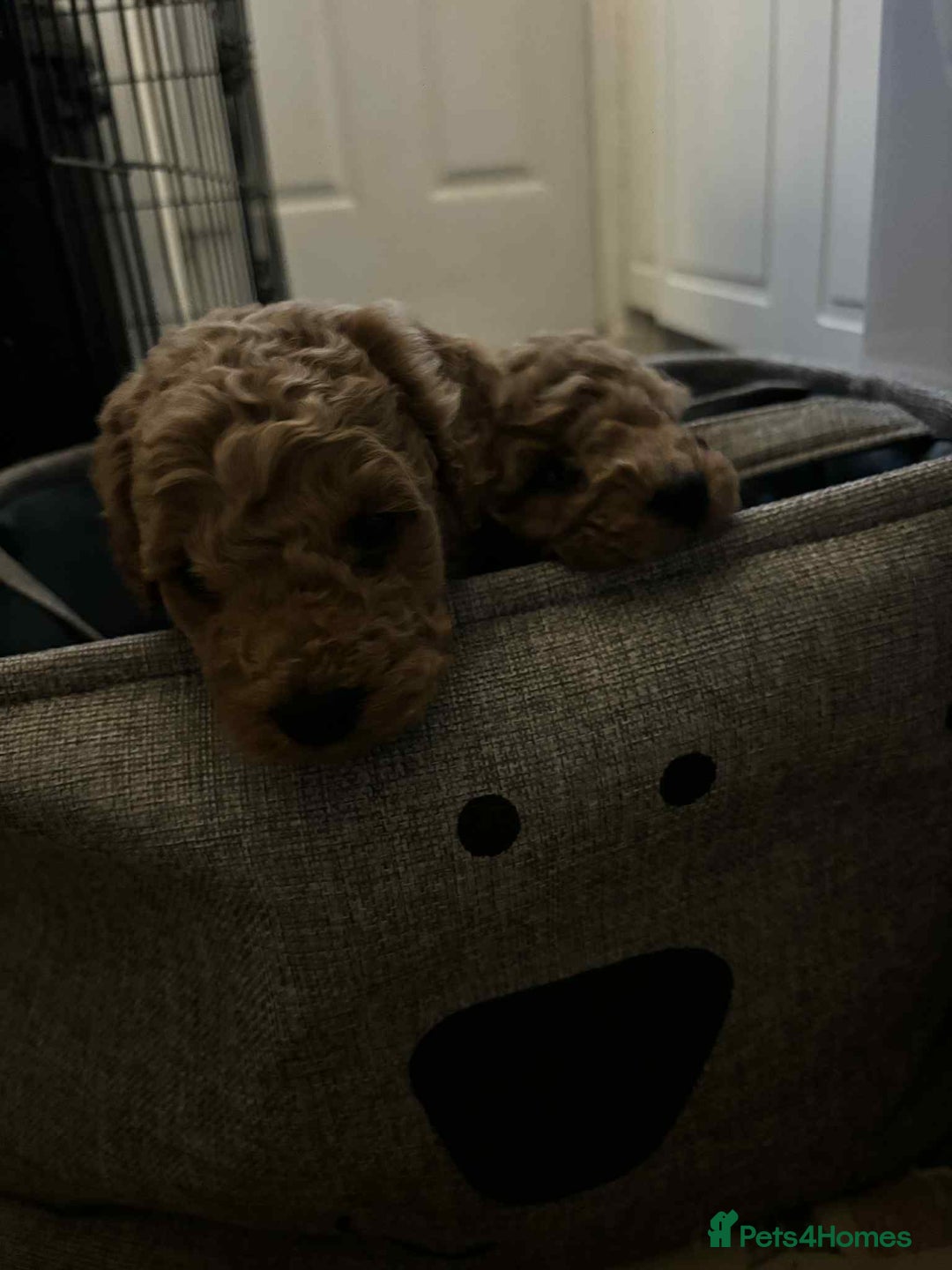 Cockapoo dogs for sale: F1 cockapoo  - Advert 16