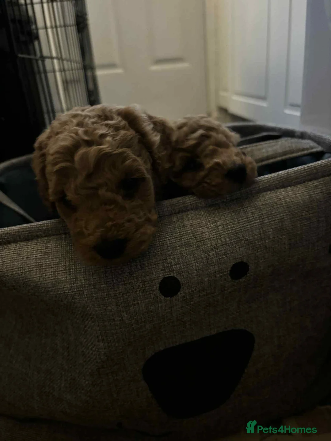 Cockapoo dogs for sale: F1 cockapoo  - Advert 16