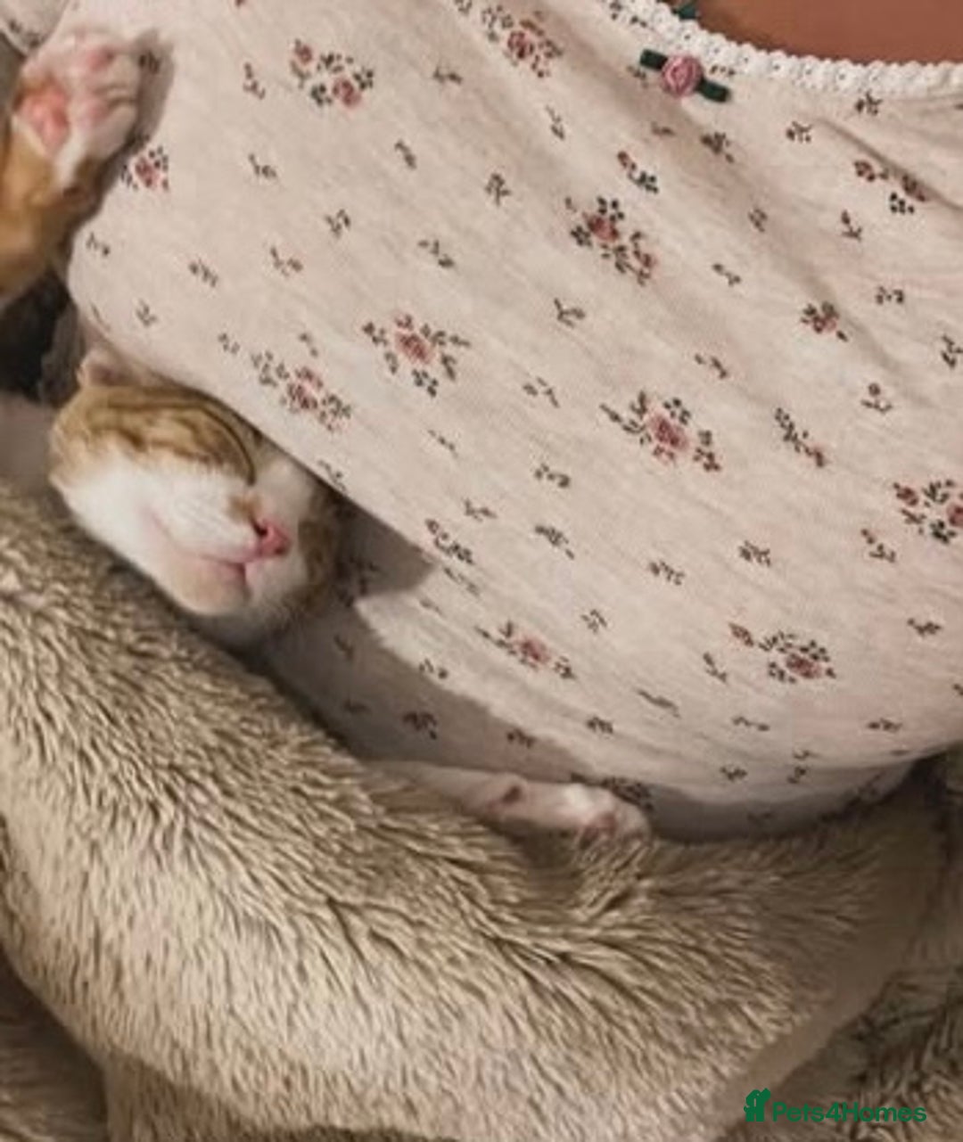 Arabian Mau cats for sale: Sweetest Snuggly Little Street Prince - Advert 5