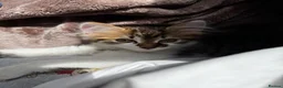Mixed Breed cats for sale: Kitten for free - Advert 2