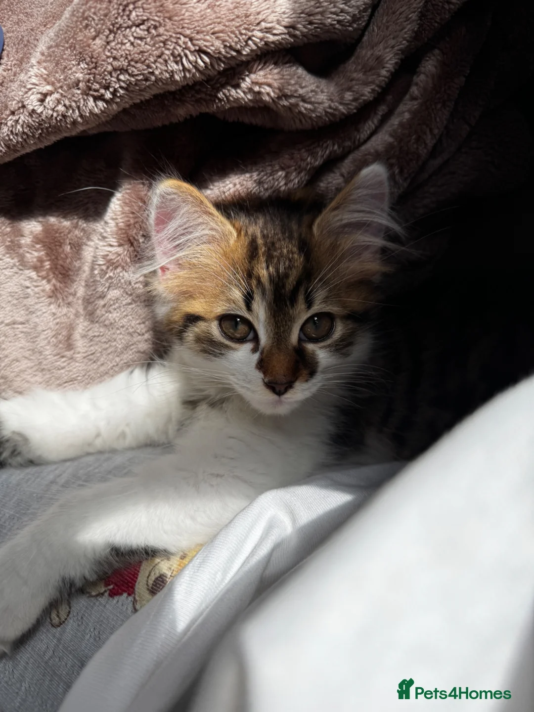 Mixed Breed cats for sale: Kitten for free - Advert 2